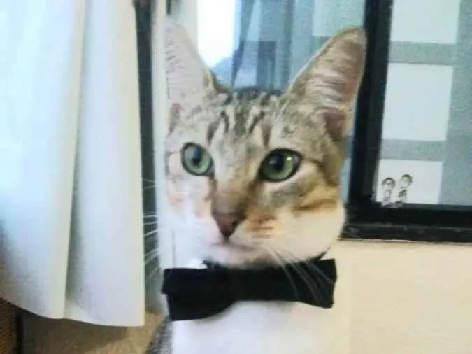 Gato ra a Srd idade 1 ano nome Pedrinho