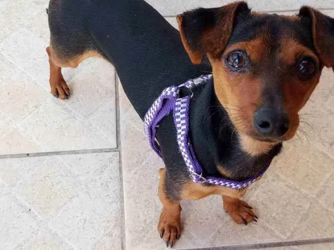 Cachorro ra a Pincher com liguicinha idade 2 anos nome Gigante