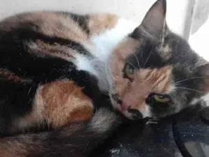 Gato raça Srd idade 7 a 11 meses nome Linda