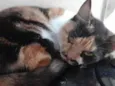 Linda