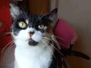 Gato raça Srd idade 1 ano nome Sara