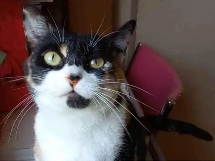 Gato raça Srd idade 1 ano nome Sara