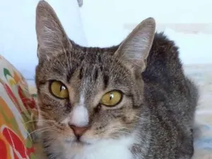 Gato raça Srd idade 1 ano nome Belinha