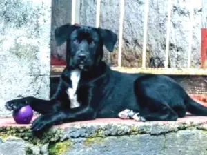 Cachorro raça Labradora/viralata idade  nome Ayla