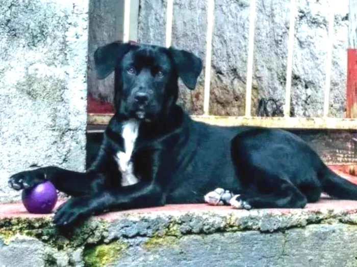 Cachorro ra a Labradora/viralata idade  nome Ayla