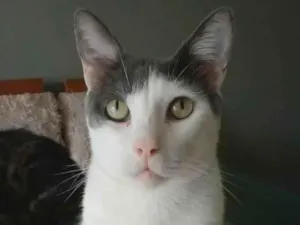 Gato raça Srd idade 2 anos nome Jhon