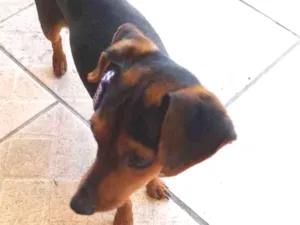 Cachorro raça Pincher com liguicinha idade 2 anos nome Gigante