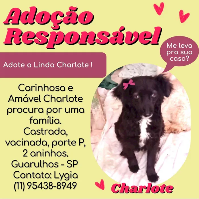 Cachorro ra a SRD idade 2 anos nome Charlotte