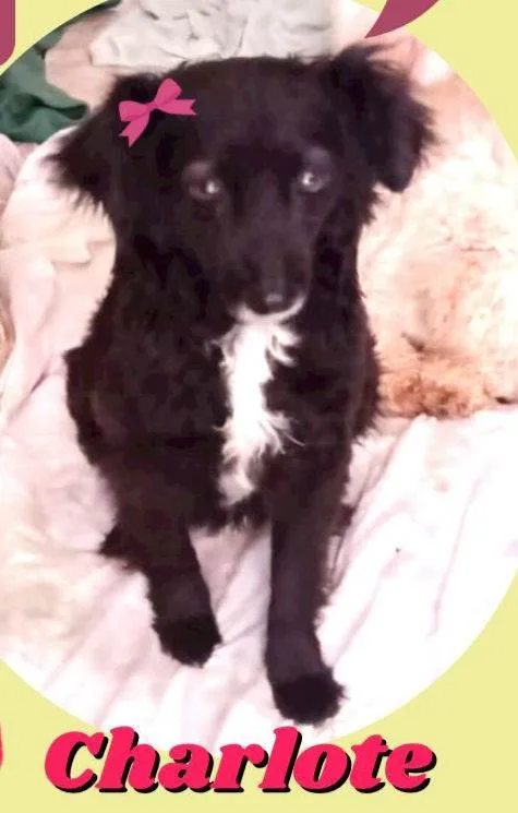 Cachorro ra a SRD idade 2 anos nome Charlotte