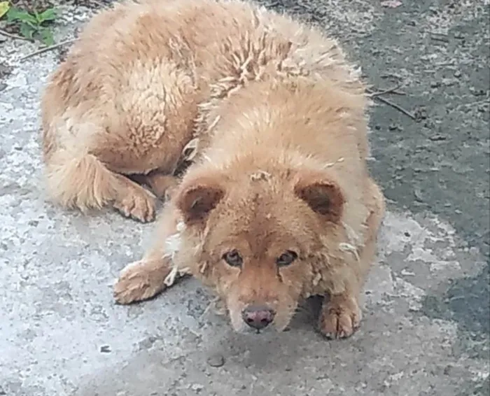 Cachorro ra a Chow chow  idade 4 anos nome Wallace 