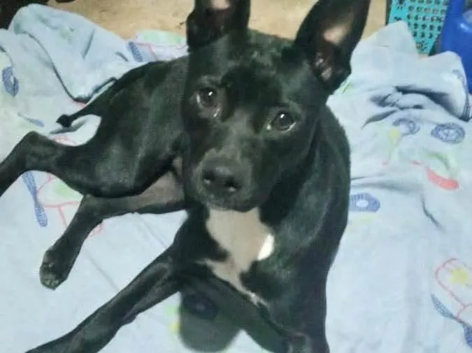 Cachorro raça Srd idade 7 a 11 meses nome Alina bb10meses 