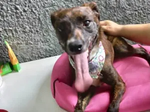 Cachorro raça Pinscher com srd  idade 7 a 11 meses nome Molly bbporteP