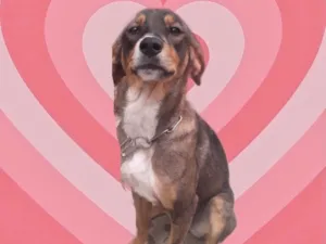 Cachorro raça Srd idade 7 a 11 meses nome Carly porteP