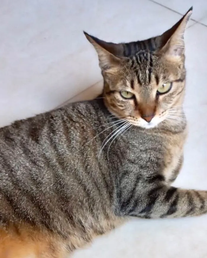 Gato raça Srd idade 7 a 11 meses nome Stella tigrada ruiva