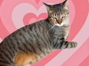Gato raça Srd idade 7 a 11 meses nome Stella tigrada ruiva