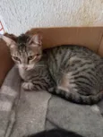 Gato raça Srd idade 1 ano nome Colete minigata