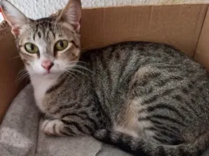 Gato raça Srd idade 1 ano nome Colete minigata