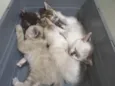 5 gatinhos