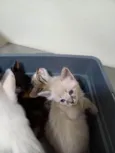 5 gatinhos