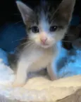Oliver