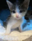 Oliver