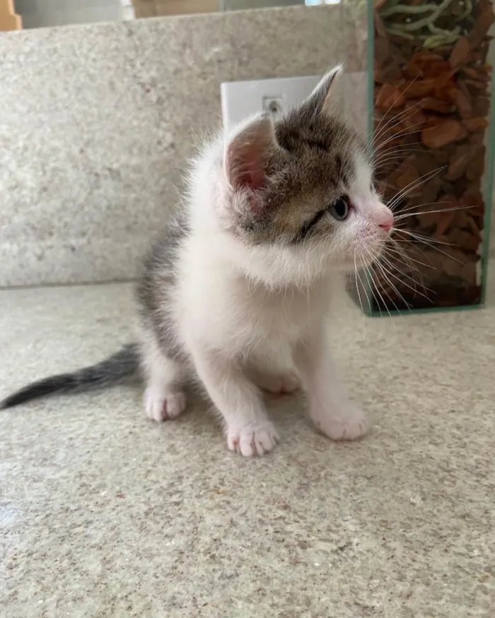 Gato ra a Srd idade Abaixo de 2 meses nome Oliver