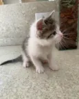 Oliver