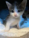 Oliver