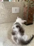 Oliver