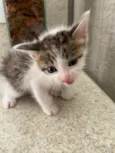 Oliver