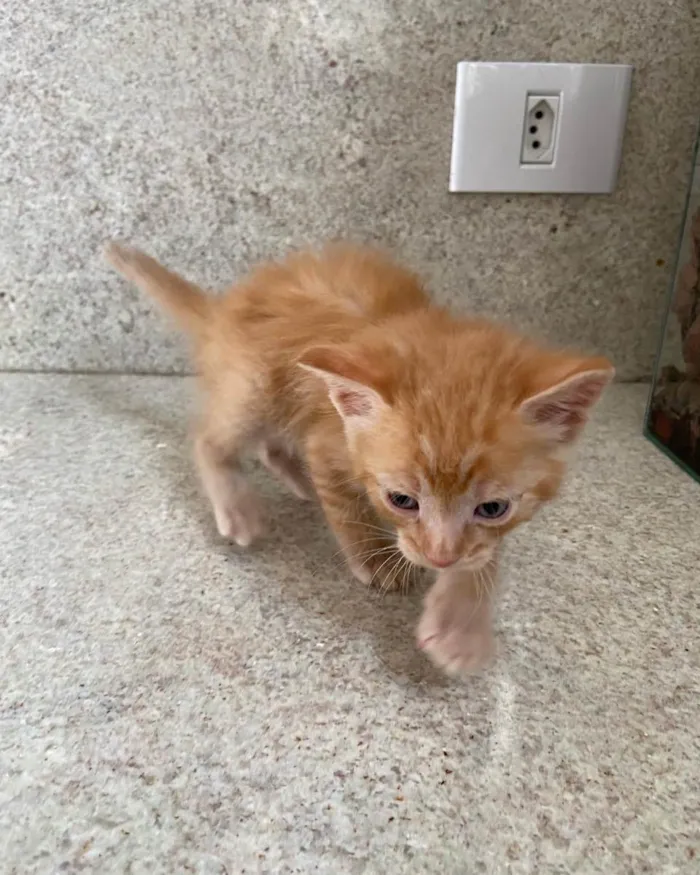 Gato ra a Srd idade Abaixo de 2 meses nome Nicolas 