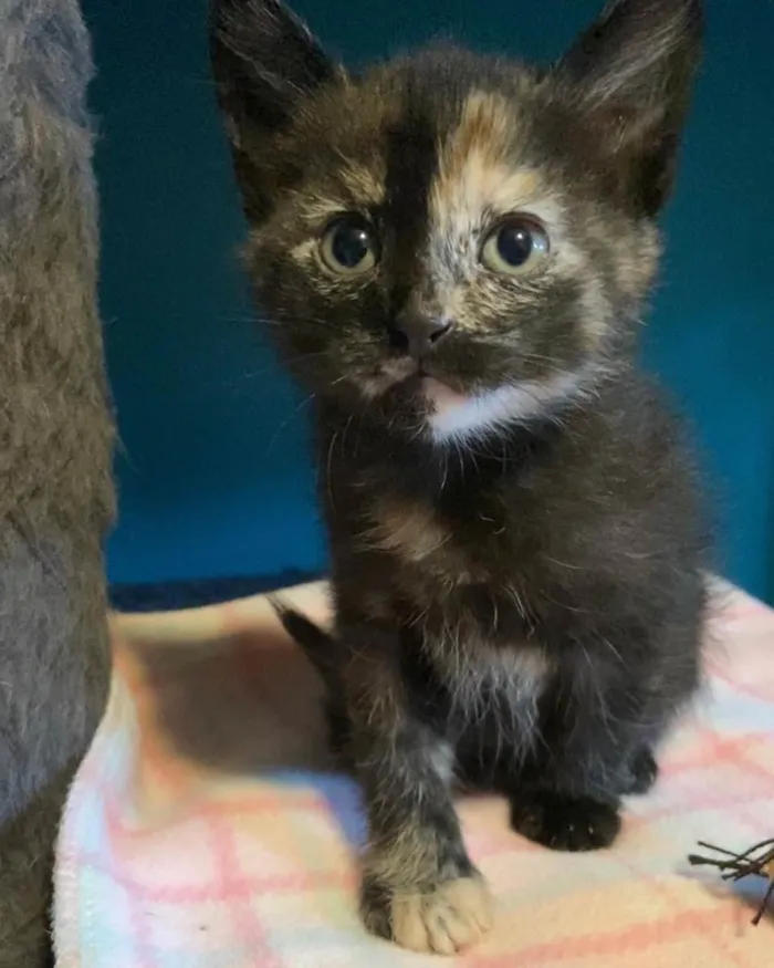 Gato ra a Srd idade Abaixo de 2 meses nome Carla