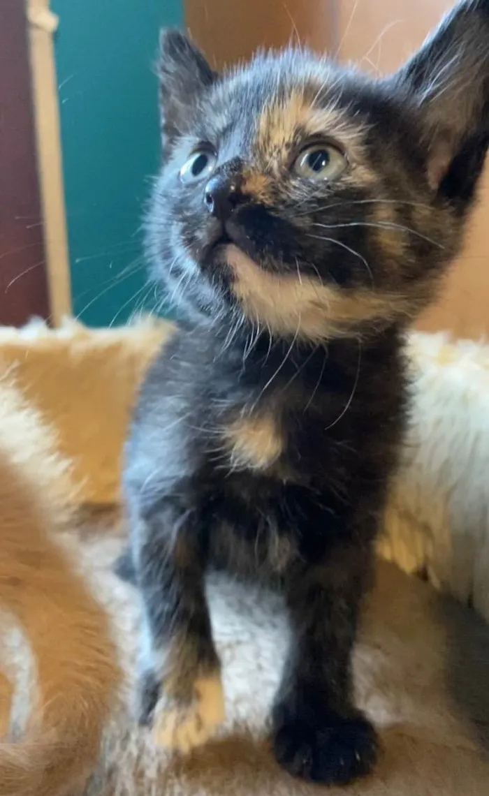 Gato ra a Srd idade Abaixo de 2 meses nome Carla