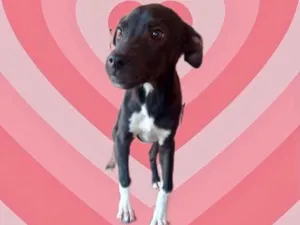 Cachorro raça Srd idade 2 a 6 meses nome Léo bb5meses 
