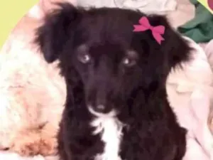 Cachorro raça SRD idade 2 anos nome Charlotte
