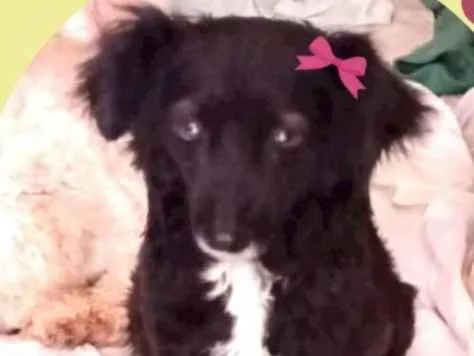 Cachorro ra a SRD idade 2 anos nome Charlotte