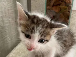 Gato raça Srd idade Abaixo de 2 meses nome Oliver