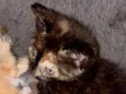Carla
