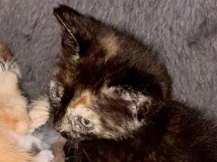 Gato ra a Srd idade Abaixo de 2 meses nome Carla