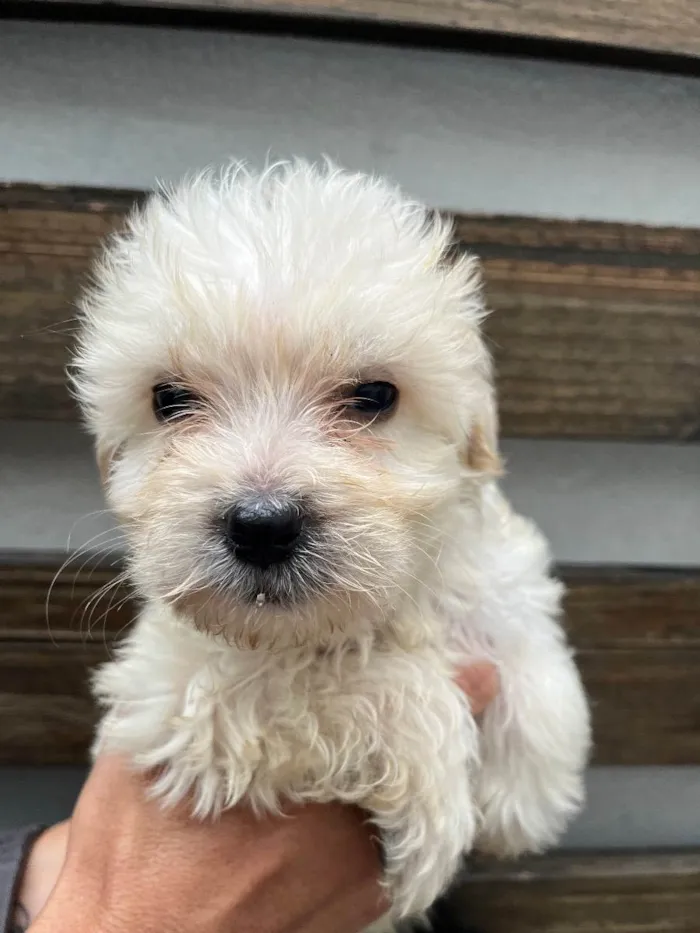 Cachorro raça SRD idade Abaixo de 2 meses nome Sem Nome
