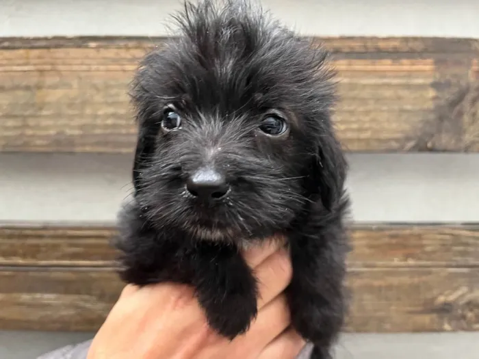 Cachorro raça SRD  idade Abaixo de 2 meses nome Sem Nome