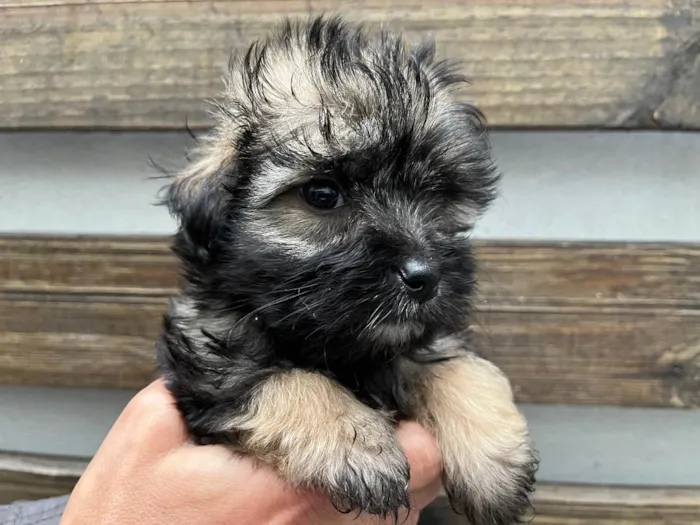 Cachorro raça SRD idade Abaixo de 2 meses nome Sem Nome