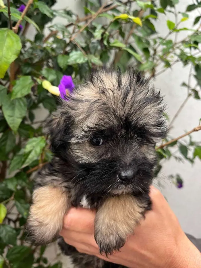 Cachorro raça SRD idade Abaixo de 2 meses nome Sem Nome