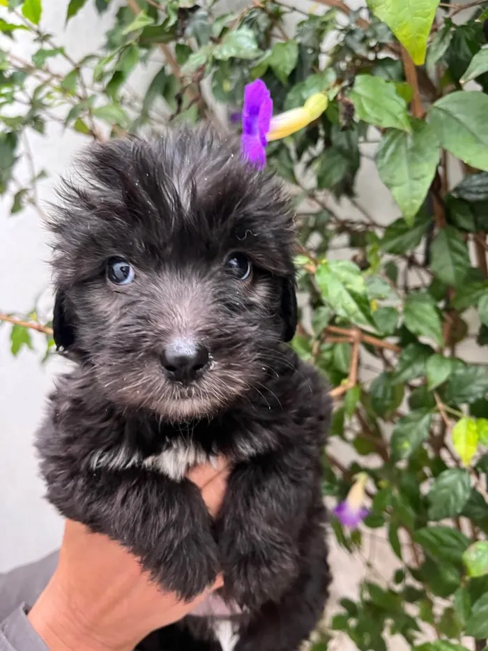 Cachorro raça SRD idade Abaixo de 2 meses nome Sem Nome
