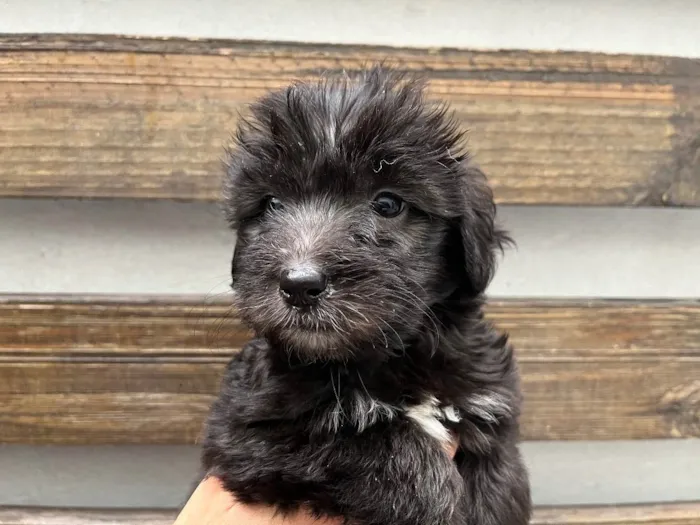 Cachorro raça SRD idade Abaixo de 2 meses nome Sem Nome