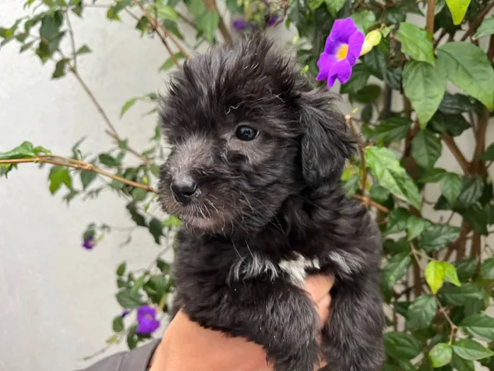 Cachorro raça SRD idade Abaixo de 2 meses nome Sem Nome