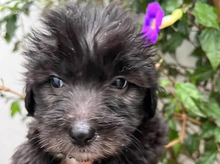 Cachorro raça SRD idade Abaixo de 2 meses nome Sem Nome