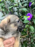 Cachorro raça SRD  idade Abaixo de 2 meses nome Sem Nome