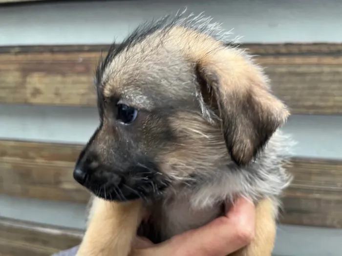 Cachorro raça SRD  idade Abaixo de 2 meses nome Sem Nome