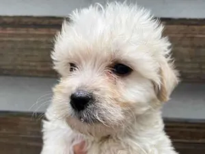 Cachorro raça SRD idade Abaixo de 2 meses nome Sem Nome